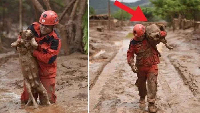 What These Rescuers In Brazil Did For Dogs, Unbelievable!