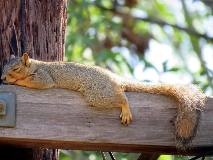 My Backyard Wildlife Is So Ordinary... Yet So Extraordinary!