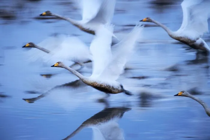 Second Place Winner, Nature: To Live, Oinukake, Miyagi, Japan