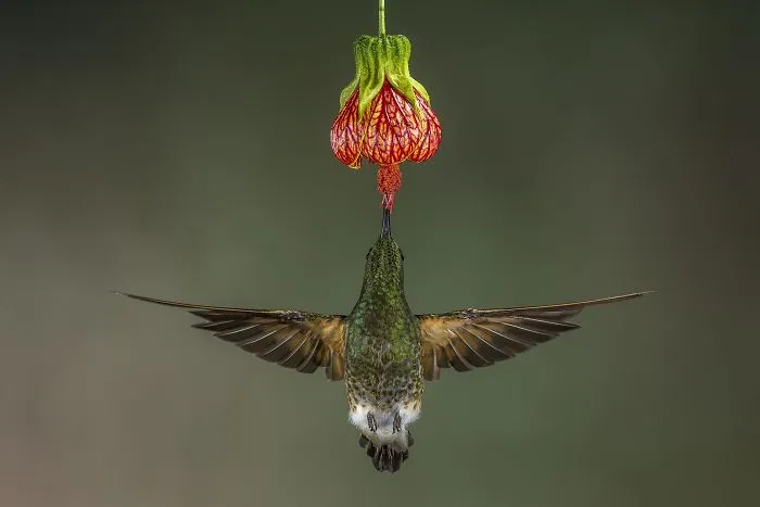 People's Choice Winner, Nature: Buff Tailed Coronet, Ecuador