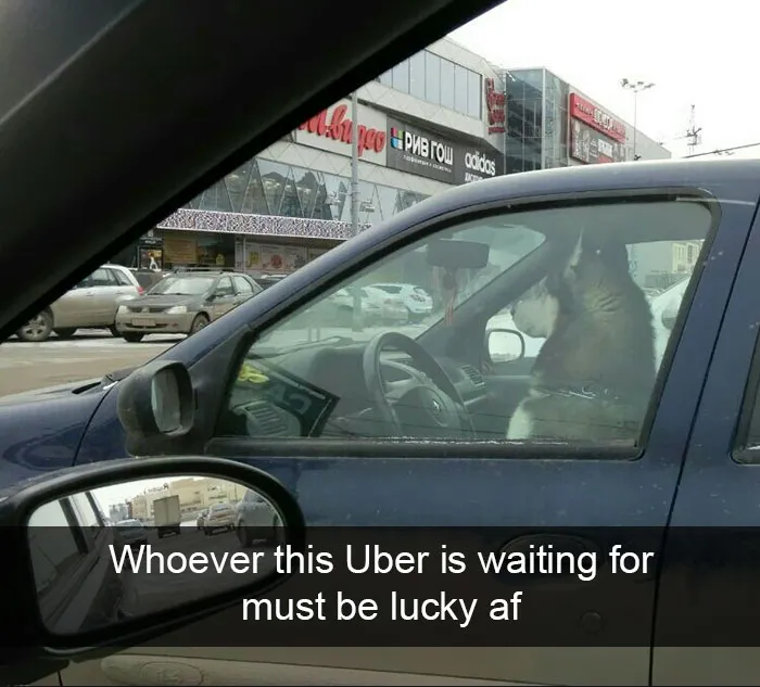 142 Hilarious Dog Snapchats That Are Impawsible Not To Laugh At (Part 3)