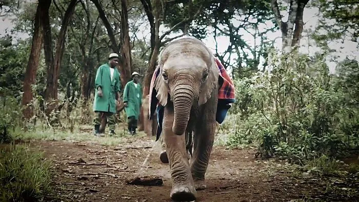 Speak Elephant To Save Their Species