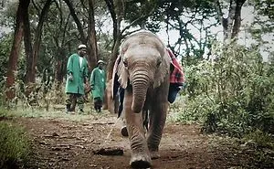 Speak Elephant To Save Their Species