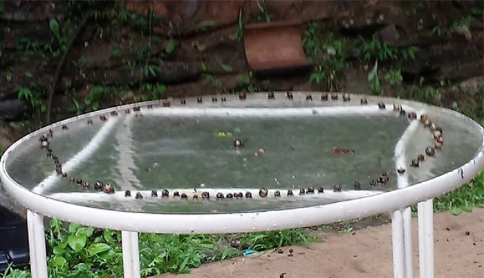 My Girlfriend Walked Outside This Morning To See This, A Bunch Of Snails In A Circle With Leader In The Middle