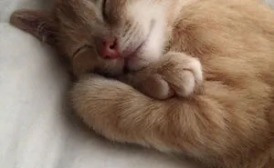 50 Of The Funniest I Woke Up To This" Moments That Have Ever Happened To Pet Owners"