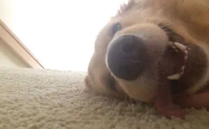 50 Of The Funniest I Woke Up To This" Moments That Have Ever Happened To Pet Owners"