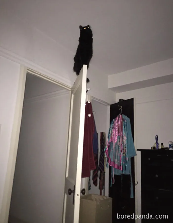 I Woke Up In The Middle Of The Night To My Cat Singing Me The Song Of His People