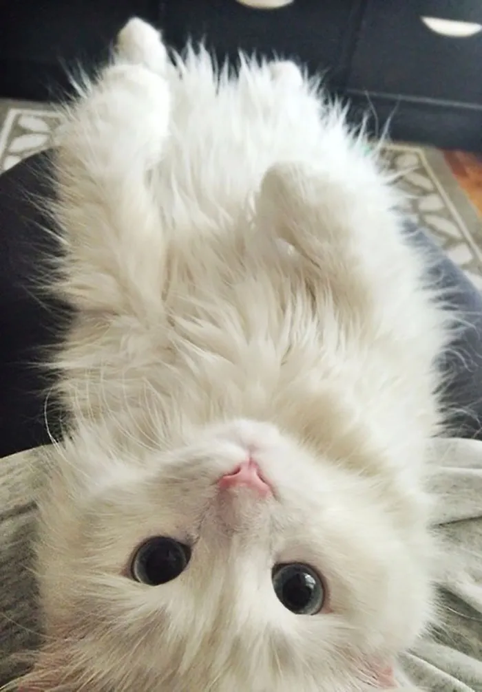I'm Not A Cat Person But I'll Make An Exception