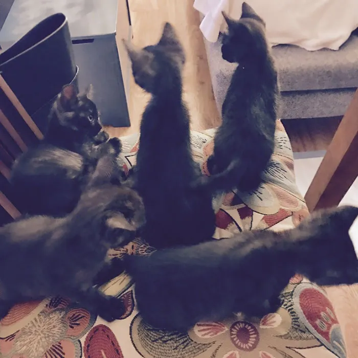 Yo No Quería Gatos. Mi Mujer Quería Gatos. Así Que Nos Pusimos De Acuerdo Y Cogimos 5 Gatos