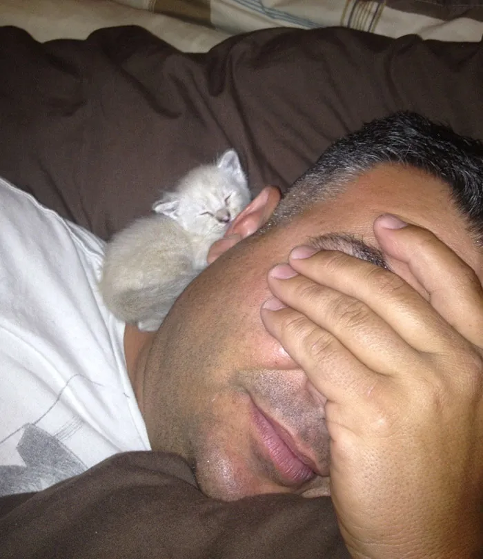 Mi Padre No Quiere Un Gato Pero El Gato Sin Duda Quiere A Mi Padre
