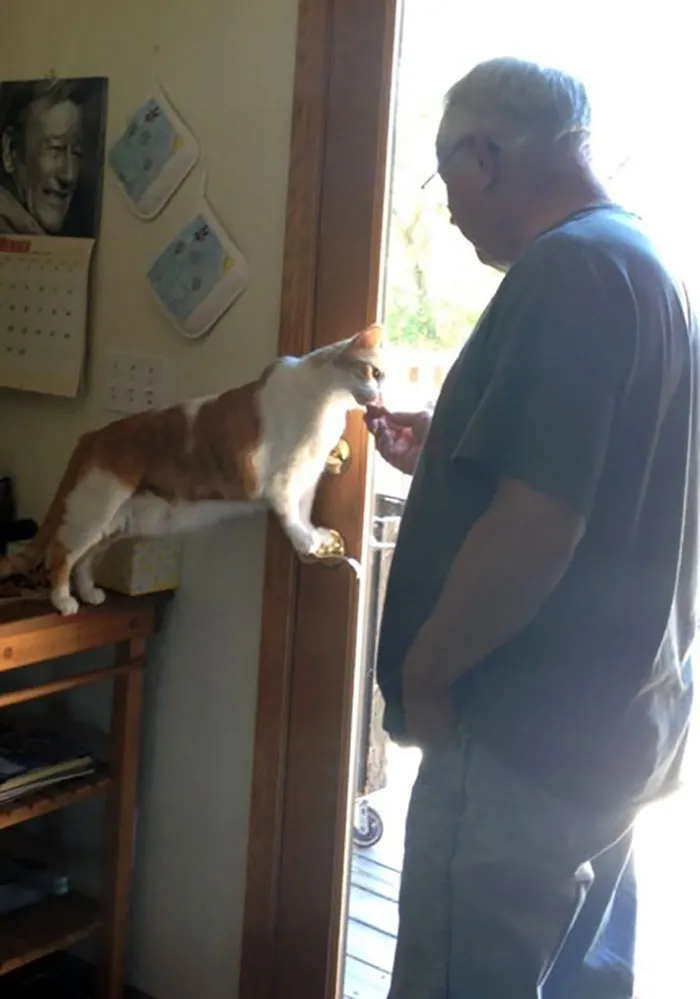 Mi Abuelo No Quería Un Gato Y Ahora Comparte Snacks Con Tiger (Uno De Los Gatos Que Rescató De Su Granero)