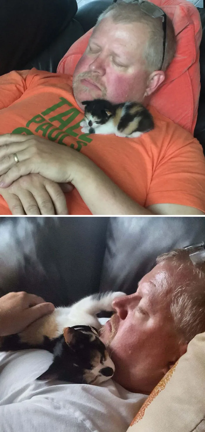"No, No Quiero Abrazar A Un Gatito"