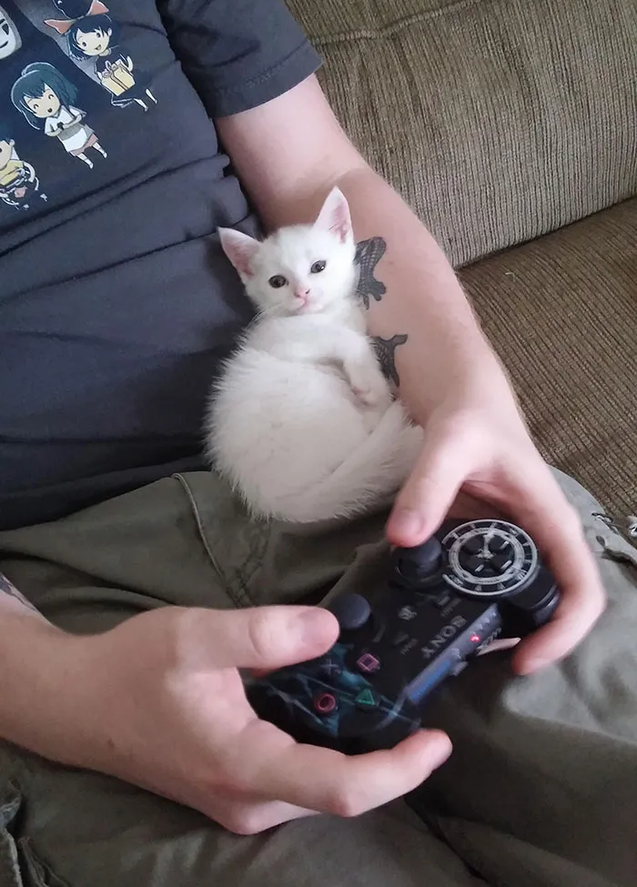 El Novio Decía Que No Quería Otro Gato