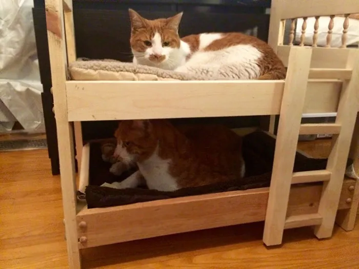 Mi Padre, Que Odia A Los Gatos, Construyó Literas Para Mis Chicos