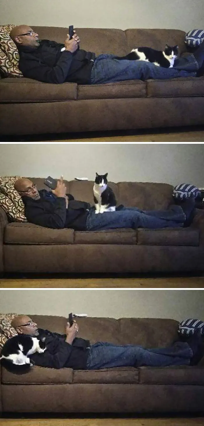 Nuestra Gata Solo Quiere A Nuestro Padre, El Cual La Odia