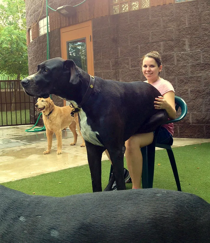 She Firmly Believes She's A Lap Dog...