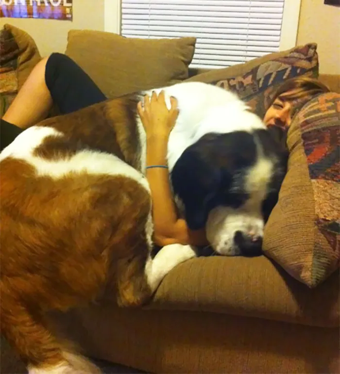 I Found Me A Lap Dog