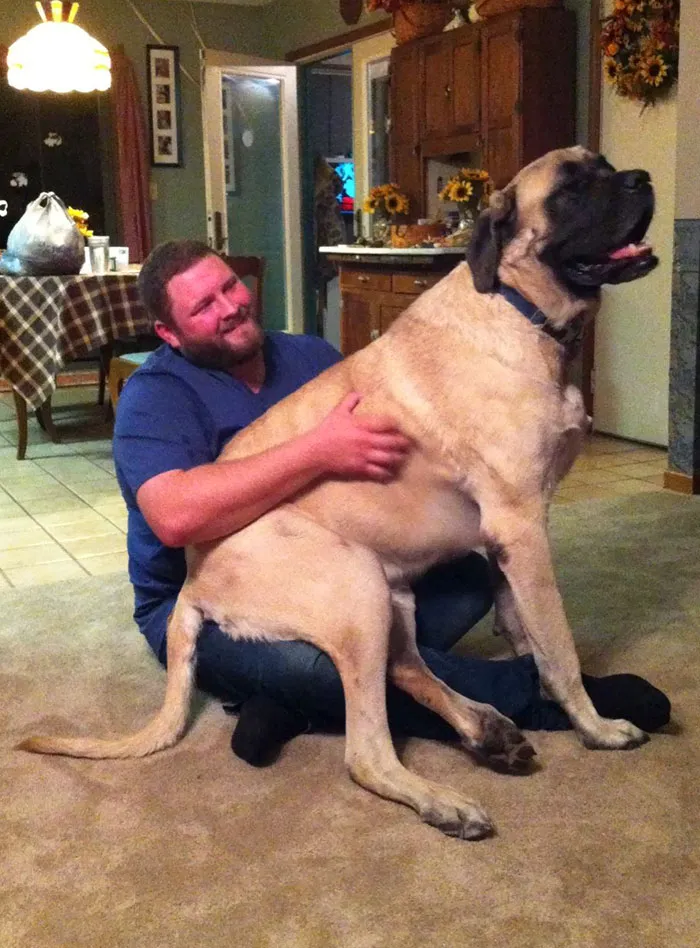She Isn't A Baby Anymore, But She's Still My Lap Dog... I'm 6 1/2 Feet Tall