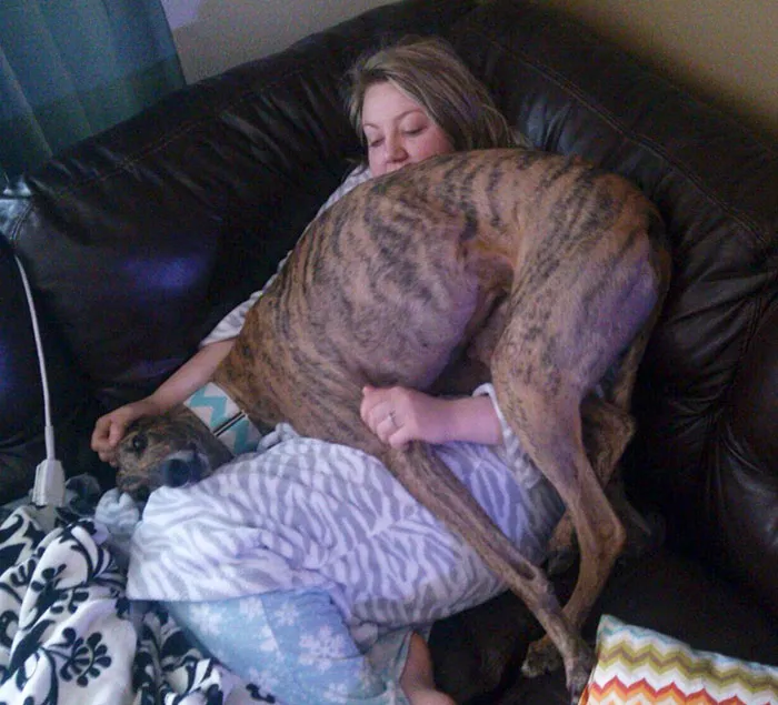 Two Months Off The Race Track And My Adopted Greyhound Is Still Trying To Understand What Being A Lap Dog Is All About