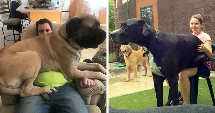 Post Pictures Of LARGE Dogs That Still Think They're Lap Dogs