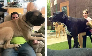 Post Pictures Of LARGE Dogs That Still Think They're Lap Dogs
