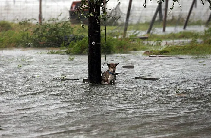 This Poor Dog Was Left Chained Without Any Hope To Escape