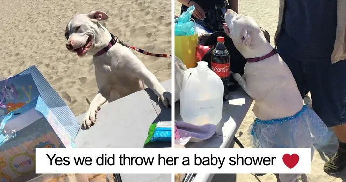 Pregnant Doggo Gets Her Very Own Baby Shower, And Twitter Just Can't Handle It