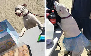 Pregnant Doggo Gets Her Very Own Baby Shower, And Twitter Just Can't Handle It