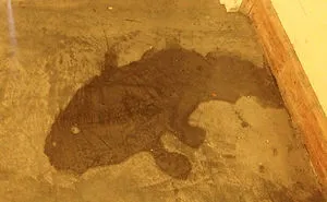 81 Accidental Spills That Will Make You Look Twice