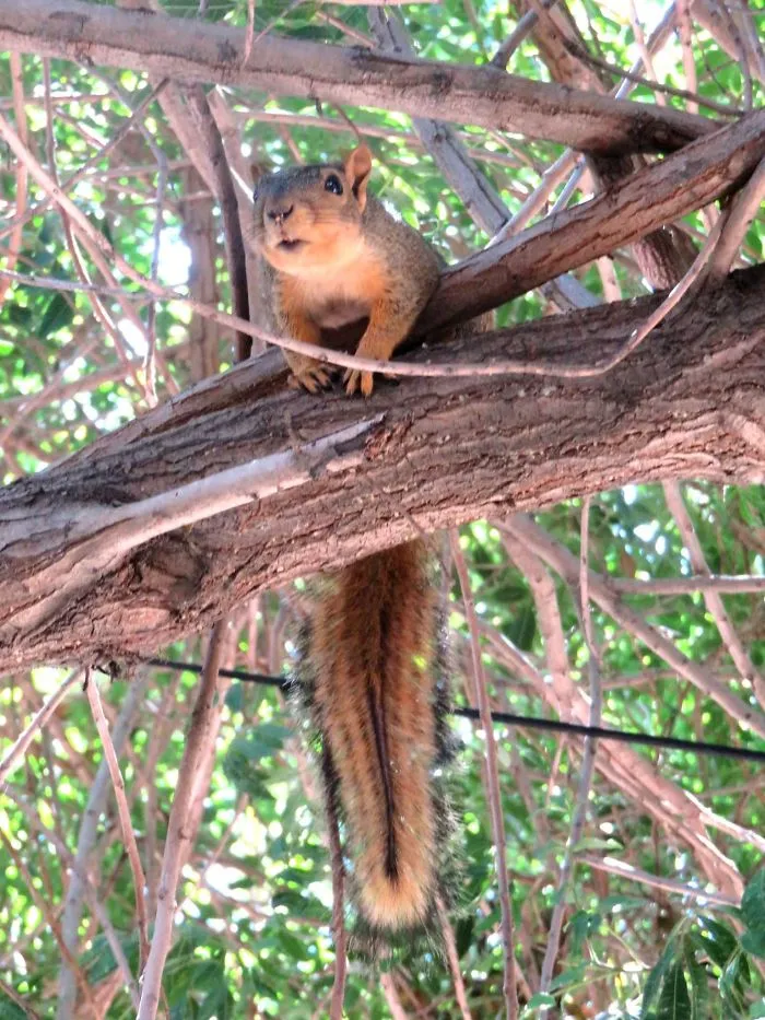 My Backyard Wildlife Is So Ordinary... Yet So Extraordinary!