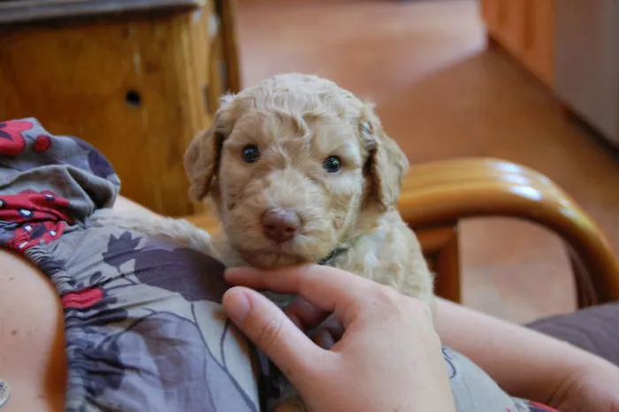 Meeting Basile When He Was 1 Month Old...