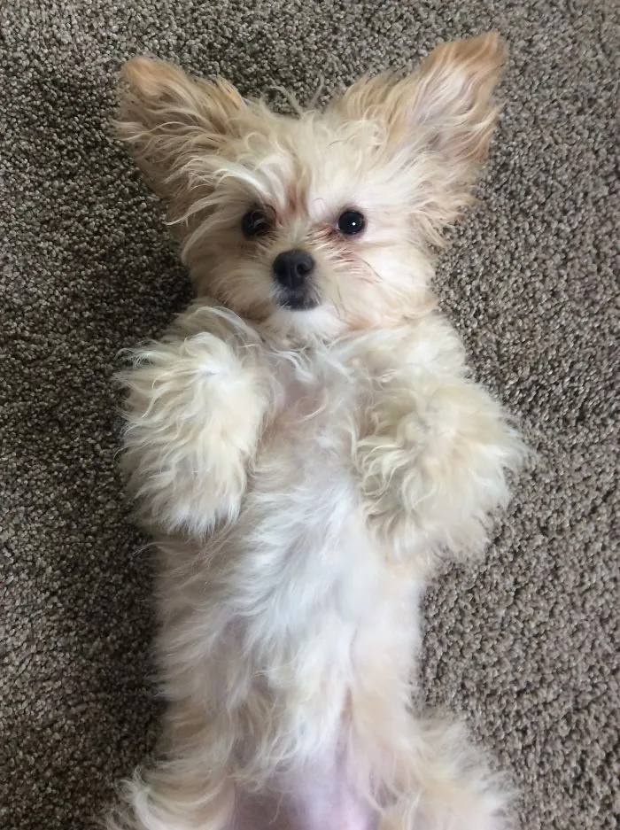 We Got Cookie A Little After School Ended. She Is A Pain In The Butt Sometimes, But We Love Her All The Same. The First Picture Is More Recent.