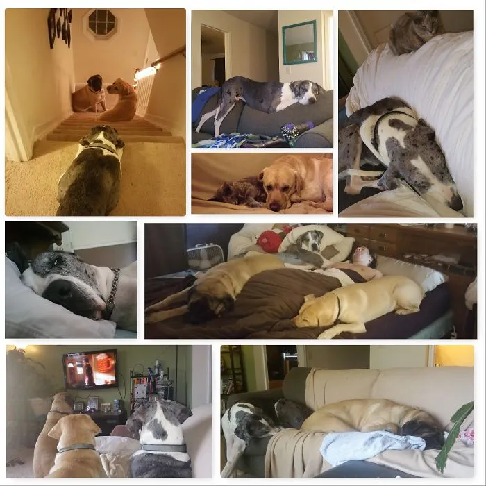 3 Giant Dogs, 1 Crazy Cat, 2 Humans Who Don't Stand A Chance