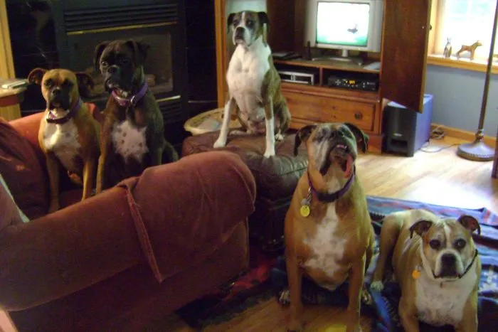 Five Rescued Boxers
