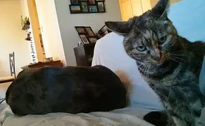 Post Pictures Of Cats And Dogs Living Together