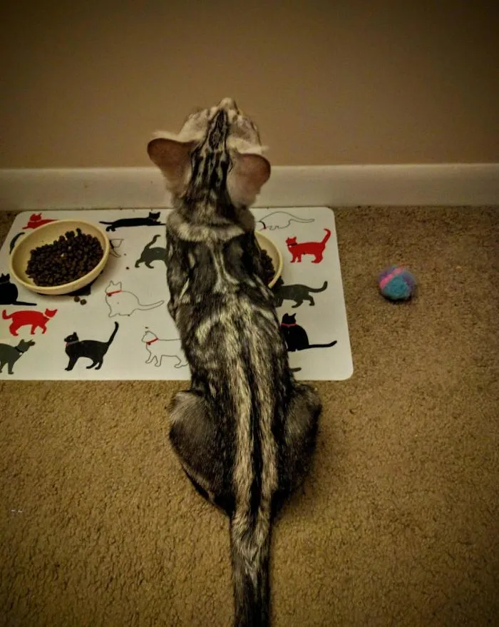 There's A Sword In My Cat's Fur
