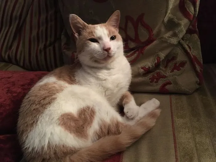 Corazón casi perfecto
