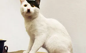 50 Cats With The Craziest Fur Markings
