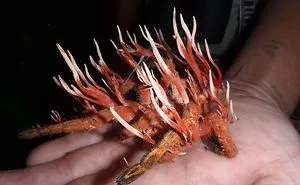42 Times Nature Made Us Say NOPE" (WARNING: This List Might Be Too Scary For You)"