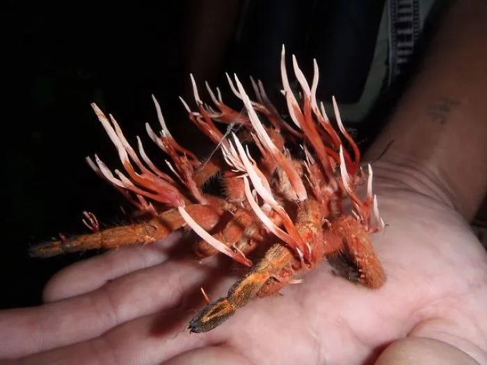 Arachnids Aren't Safe From Cordyceps Fungus Either