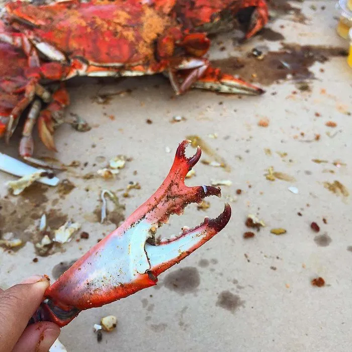 Close-up of a broken crab claw, with a cooked crab in the background, highlighting unexpected nature encounters.