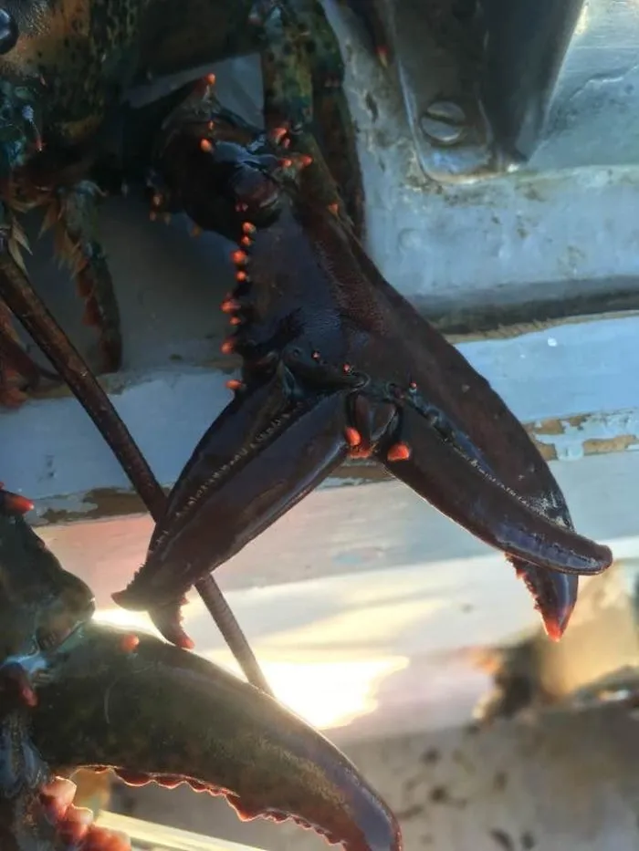 Lobster with unusual claw shape, showcasing a fascinating side of nature.