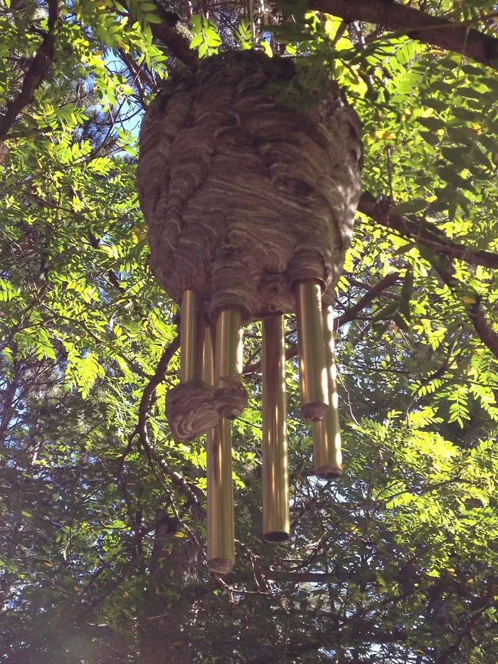 Wasp nest with metal wind chimes hanging from a tree, showcasing nature's surprising creations.