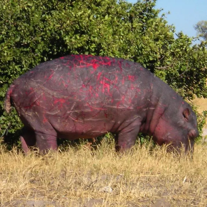A hippo with red markings on its skin near green bushes, showcasing the unexpected side of nature.