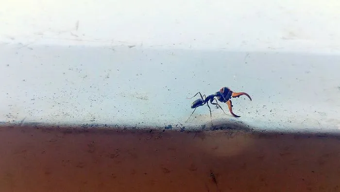 Hormiga En Mi Porche Llevando La Cabeza De Su Derrotada Enemiga