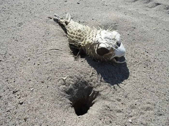 Nature scene with a fish skeleton protruding from sand, conveying a sense of unease.