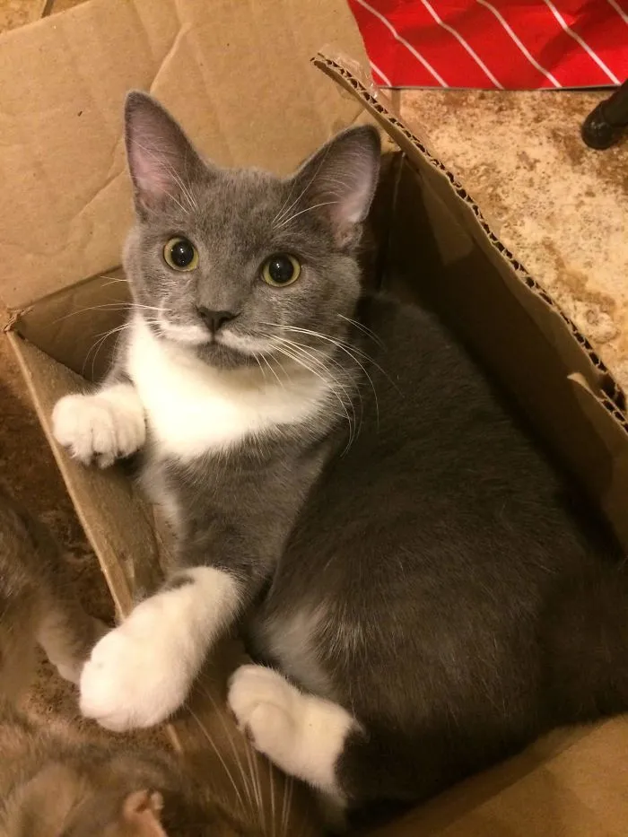 Bonito bigote