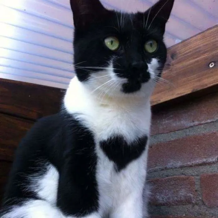 Luna tiene un corazón sobre el ídem