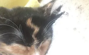 50 Cats With The Craziest Fur Markings