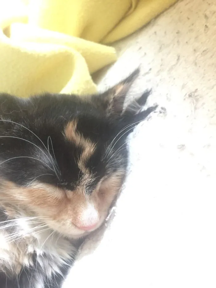 My Cat Has A Lightning Bolt On Her Forehead